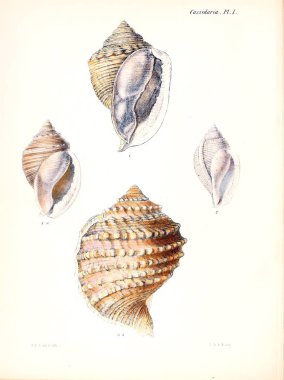 Deniz kabuklarını Illustration. Conchologia iconica veya kabukları molluscous hayvan çizimleri.