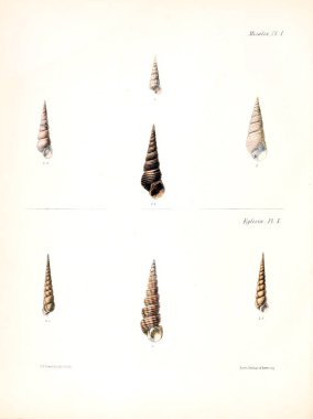 Deniz kabuklarını Illustration. Conchologia iconica veya kabukları molluscous hayvan çizimleri.
