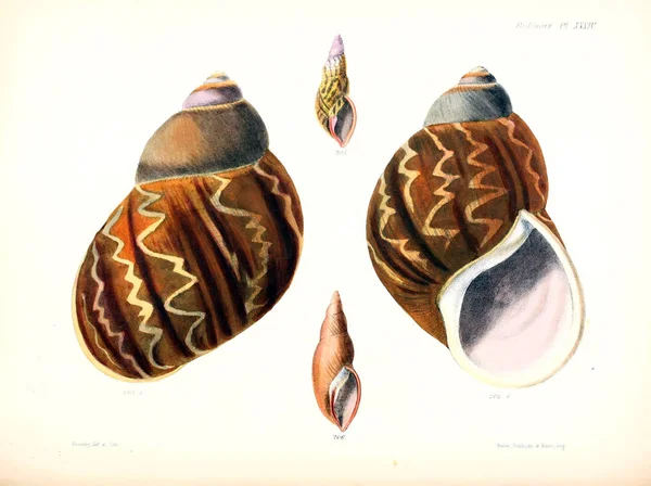 Ilustracja Muszelek Conchologia Iconica Lub Ilustracje Muszli Molluscous Zwierząt — Zdjęcie stockowe