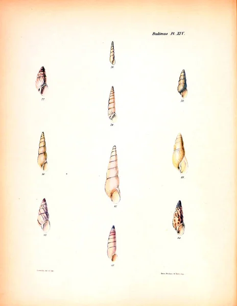 Иллюстрация Ракушек Conchologia Iconica Иллюстрации Раковин Моллюсков — стоковое фото