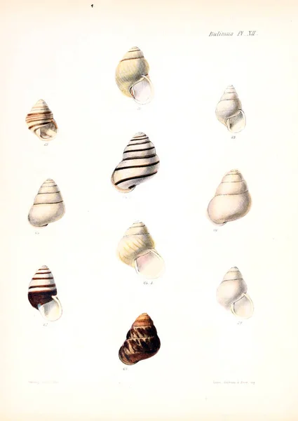 Illustrazione Delle Conchiglie Conchologia Iconica Illustrazioni Delle Conchiglie Molluschi — Foto Stock