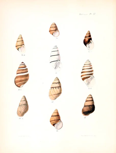 Illustratie Van Schelpen Conchologia Iconica Illustraties Van Schelpen Van Molluscous — Stockfoto