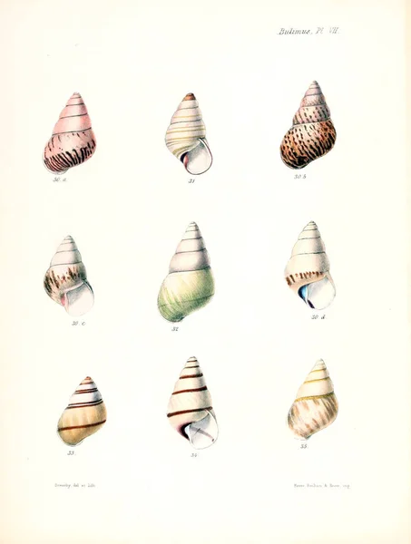 Ilustracja Muszelek Conchologia Iconica Lub Ilustracje Muszli Molluscous Zwierząt — Zdjęcie stockowe