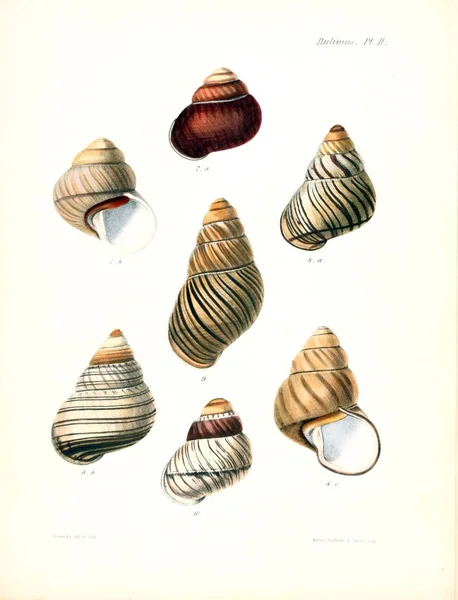 Illustratie Van Schelpen Conchologia Iconica Illustraties Van Schelpen Van Molluscous — Stockfoto