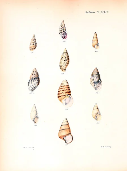 Illustratie Van Schelpen Conchologia Iconica Illustraties Van Schelpen Van Molluscous — Stockfoto