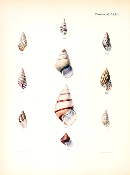 Illustratie Van Schelpen Conchologia Iconica Illustraties Van Schelpen Van Molluscous — Stockfoto