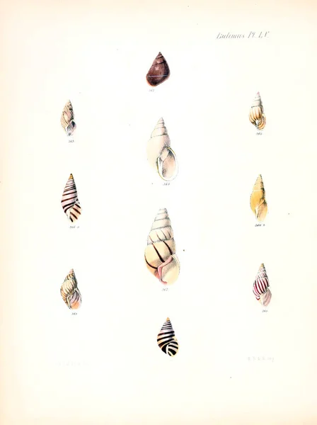 Illustratie Van Schelpen Conchologia Iconica Illustraties Van Schelpen Van Molluscous — Stockfoto