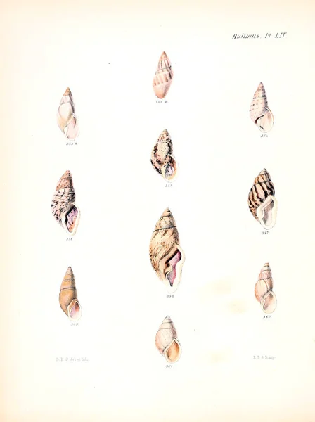 Illustratie Van Schelpen Conchologia Iconica Illustraties Van Schelpen Van Molluscous — Stockfoto