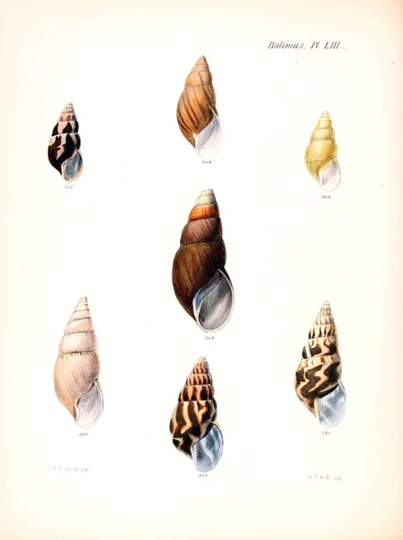 조개의 그림입니다 Conchologia Iconica Molluscous 동물의 포탄의 — 스톡 사진