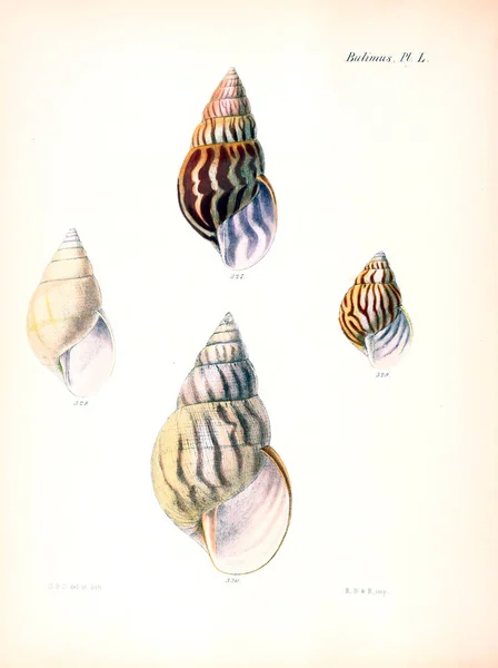 Illustration Seashells Conchologia Iconica Illustrations Shells Molluscous Animal — Stock Photo, Image