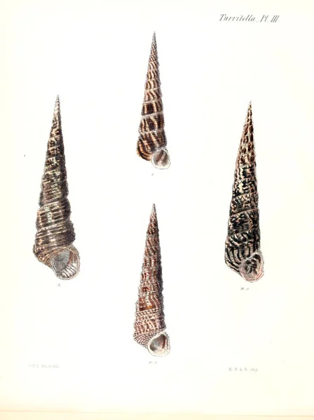Ilustración Conchas Marinas Conchologia Iconica Ilustraciones Las Conchas Animales Moluscos —  Fotos de Stock