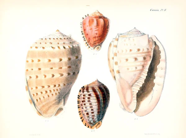 Deniz Kabuklarını Illustration Conchologia Iconica Veya Kabukları Molluscous Hayvan Çizimleri — Stok fotoğraf