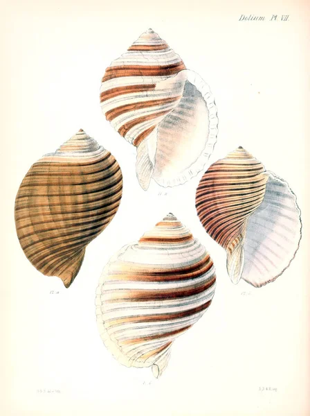 Illustration Seashells Conchologia Iconica Illustrations Shells Molluscous Animal — Stock Photo, Image