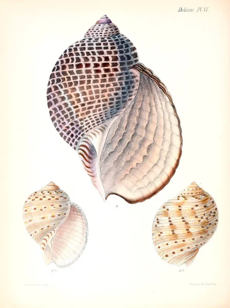 Muschelillustration Conchologia Iconica Oder Abbildungen Der Schalen Von Weichtieren — Stockfoto