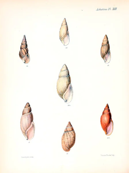 Illustration Seashells Conchologia Iconica Illustrations Shells Molluscous Animal — Stock Photo, Image