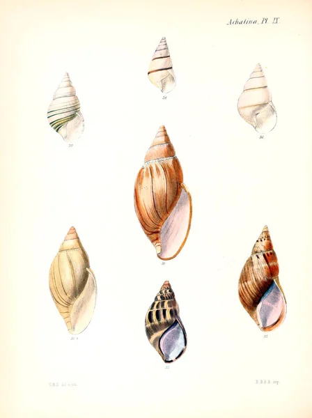 조개의 그림입니다 Conchologia Iconica Molluscous 동물의 포탄의 — 스톡 사진