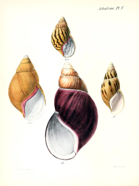 조개의 그림입니다 Conchologia Iconica Molluscous 동물의 포탄의 — 스톡 사진