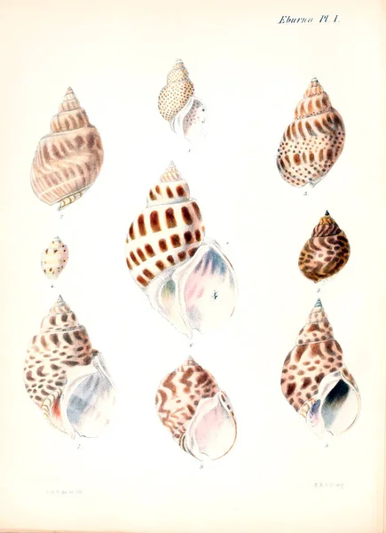 Illustratie Van Schelpen Conchologia Iconica Illustraties Van Schelpen Van Molluscous — Stockfoto