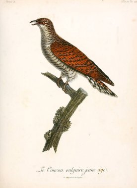 Bir kuş Illustration. eski resim
