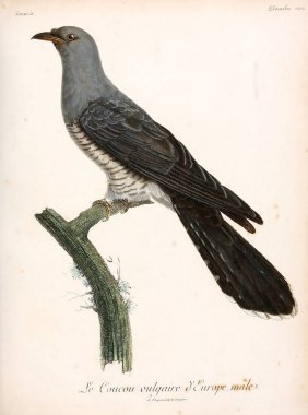 Bir kuş Illustration. eski resim