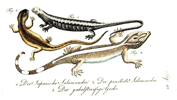 Ilustración Reptil Imagen Antigua — Foto de Stock