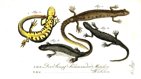 Ilustración Reptil Imagen Antigua — Foto de Stock