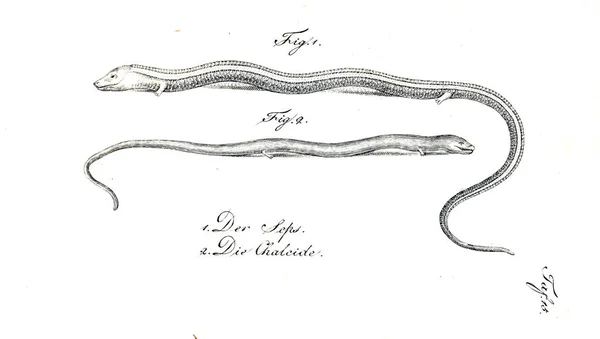 Bir Sürüngen Illustration Eski Resim — Stok fotoğraf