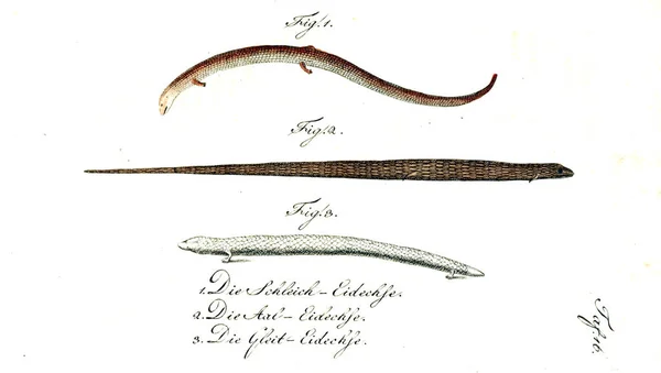 Bir Sürüngen Illustration Eski Resim — Stok fotoğraf