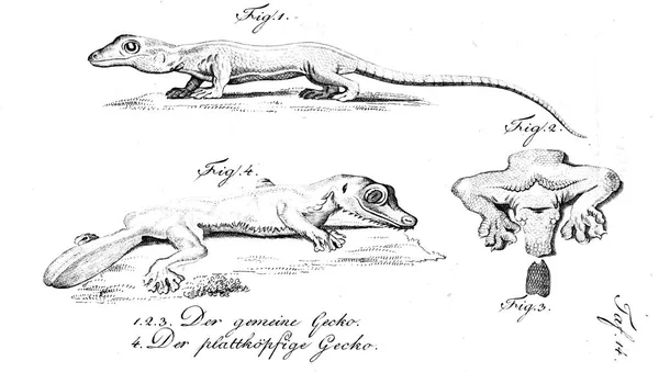 Illustration Reptil Gamla Bilden — Stockfoto