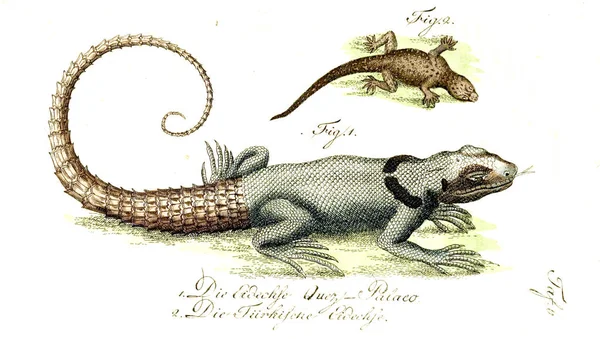 Ilustraţia Unei Reptile Imagine Veche — Fotografie, imagine de stoc