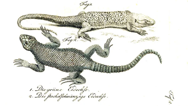 Ilustración Reptil Imagen Antigua — Foto de Stock