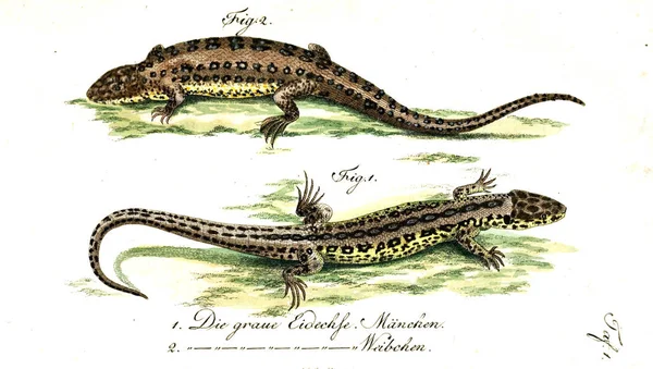Illustration Reptile Vieille Image — Photo