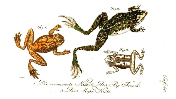 Ilustración Reptil Imagen Antigua — Foto de Stock