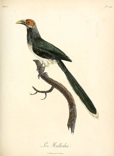 Ilustracja Ptaka Stary Wizerunek — Zdjęcie stockowe