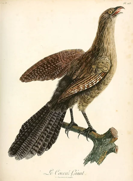 Ilustracja Ptaka Stary Wizerunek — Zdjęcie stockowe