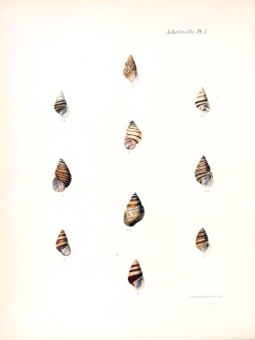 Deniz kabuklarını Illustration. Conchologia iconica veya kabukları molluscous hayvan çizimleri.