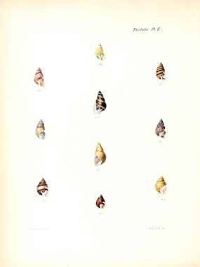 Deniz kabuklarını Illustration. Conchologia iconica veya kabukları molluscous hayvan çizimleri.