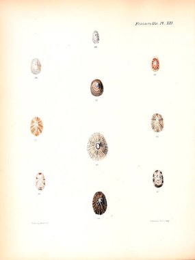 Deniz kabuklarını Illustration. Conchologia iconica veya kabukları molluscous hayvan çizimleri.