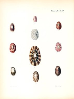 Deniz kabuklarını Illustration. Conchologia iconica veya kabukları molluscous hayvan çizimleri.