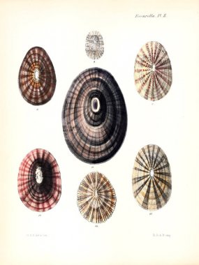 Deniz kabuklarını Illustration. Conchologia iconica veya kabukları molluscous hayvan çizimleri.