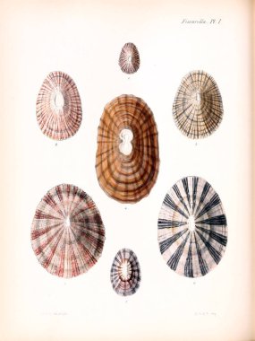 Deniz kabuklarını Illustration. Conchologia iconica veya kabukları molluscous hayvan çizimleri.