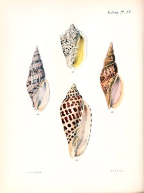 Deniz kabuklarını Illustration. Conchologia iconica veya kabukları molluscous hayvan çizimleri.