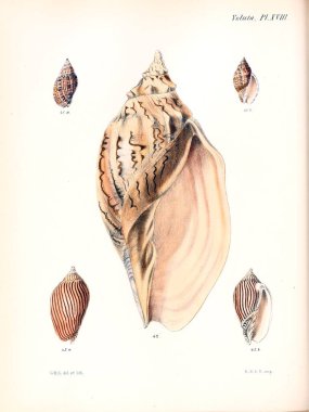 Deniz kabuklarını Illustration. Conchologia iconica veya kabukları molluscous hayvan çizimleri.