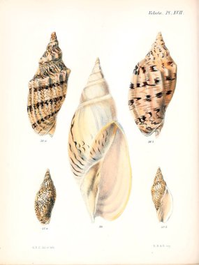 Deniz kabuklarını Illustration. Conchologia iconica veya kabukları molluscous hayvan çizimleri.
