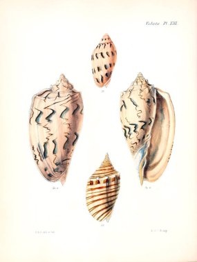Deniz kabuklarını Illustration. Conchologia iconica veya kabukları molluscous hayvan çizimleri.
