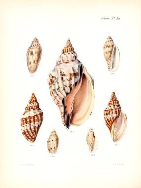 Deniz kabuklarını Illustration. Conchologia iconica veya kabukları molluscous hayvan çizimleri.