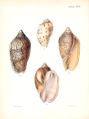 Deniz kabuklarını Illustration. Conchologia iconica veya kabukları molluscous hayvan çizimleri.