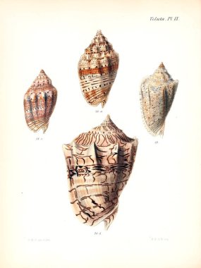 Deniz kabuklarını Illustration. Conchologia iconica veya kabukları molluscous hayvan çizimleri.
