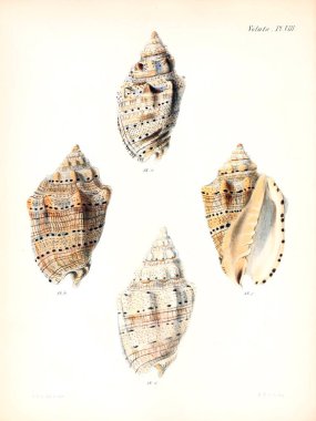 Deniz kabuklarını Illustration. Conchologia iconica veya kabukları molluscous hayvan çizimleri.