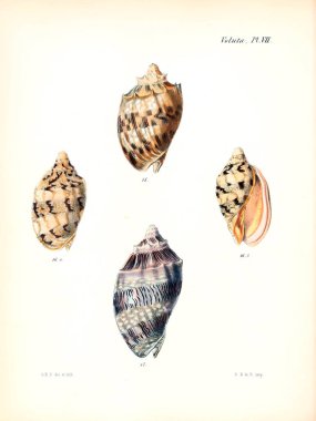 Deniz kabuklarını Illustration. Conchologia iconica veya kabukları molluscous hayvan çizimleri.